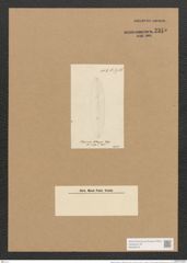 Berkeleya rutilans var. drillwynii (Ag.) Grun. (de-Toni-Nr.: Genus 21, Species 1218) Zeichnungen Sammlung Grunow Nr. 2345 (NHMW-BOT-W0369475)